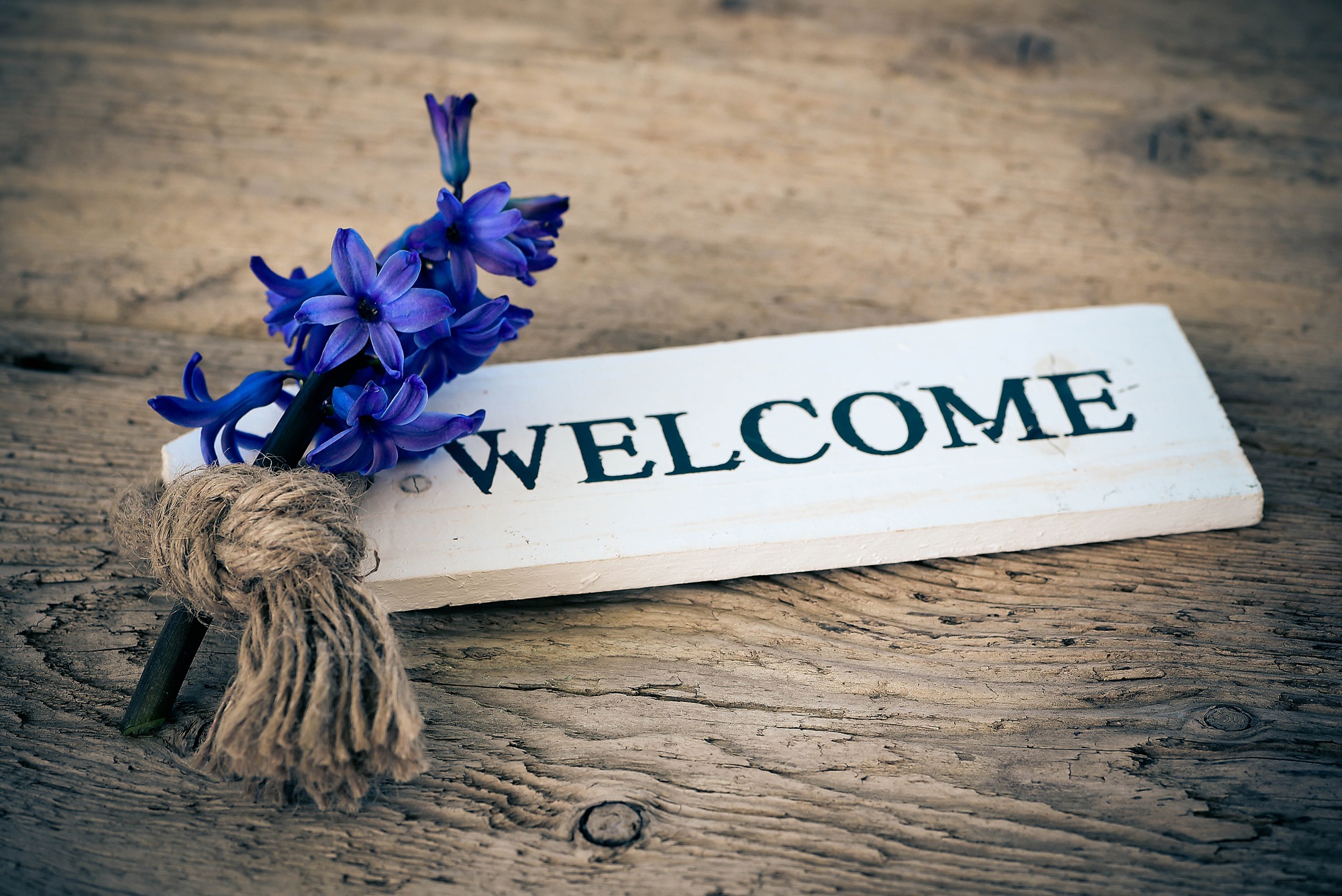 Free Images : wood, white, flower, spring, color, blue, close, flowers - welcome to the space show anime