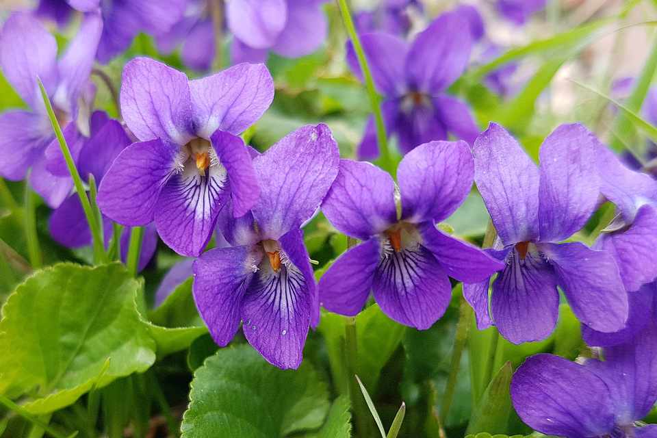 How to Grow Violets - BBC Gardeners World Magazine - violet evergarden: eternity and the auto memory doll