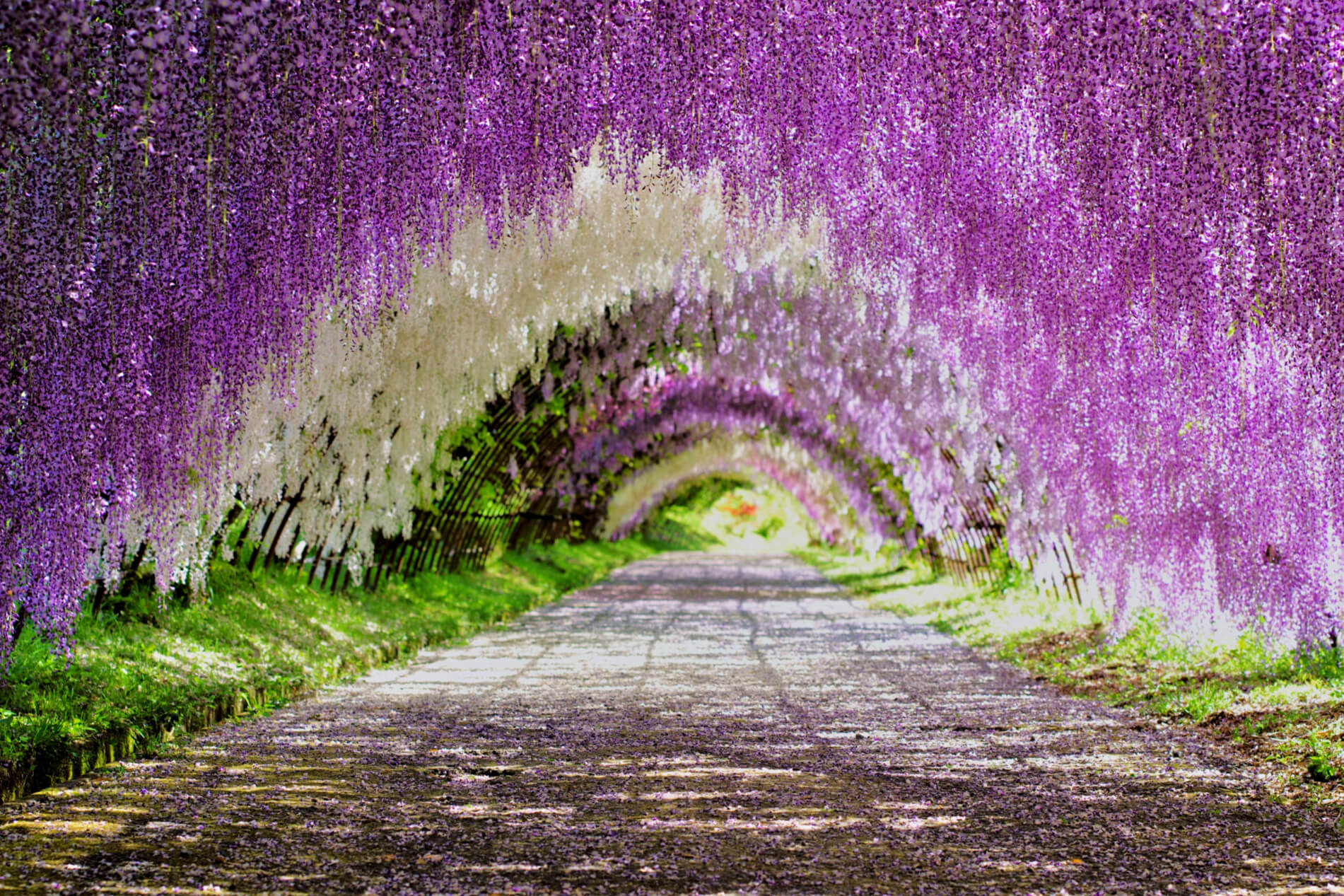 Japan's Top 10 Wisteria-Viewing Spots - wistoria wand and sword season 2 release date