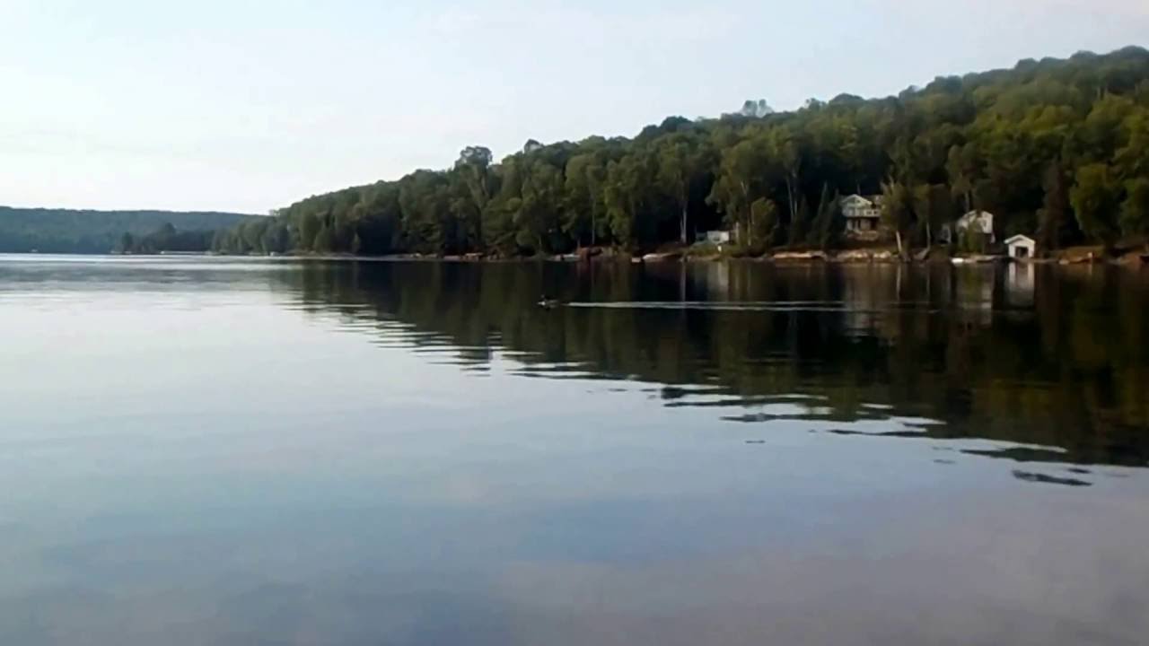 Just A Loon On Drag Lake In The Haliburton Highlands | #draglake # - How Old Is Haliburton? Age of the Rising NBA Star