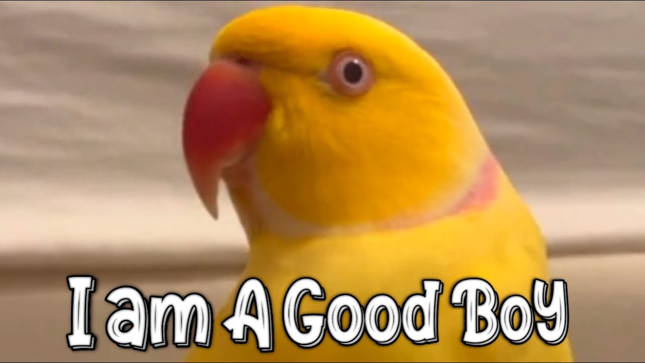 Twinkie Said ( I am a Good Boy ) ️ - YouTube - praise me when i'm a good boy