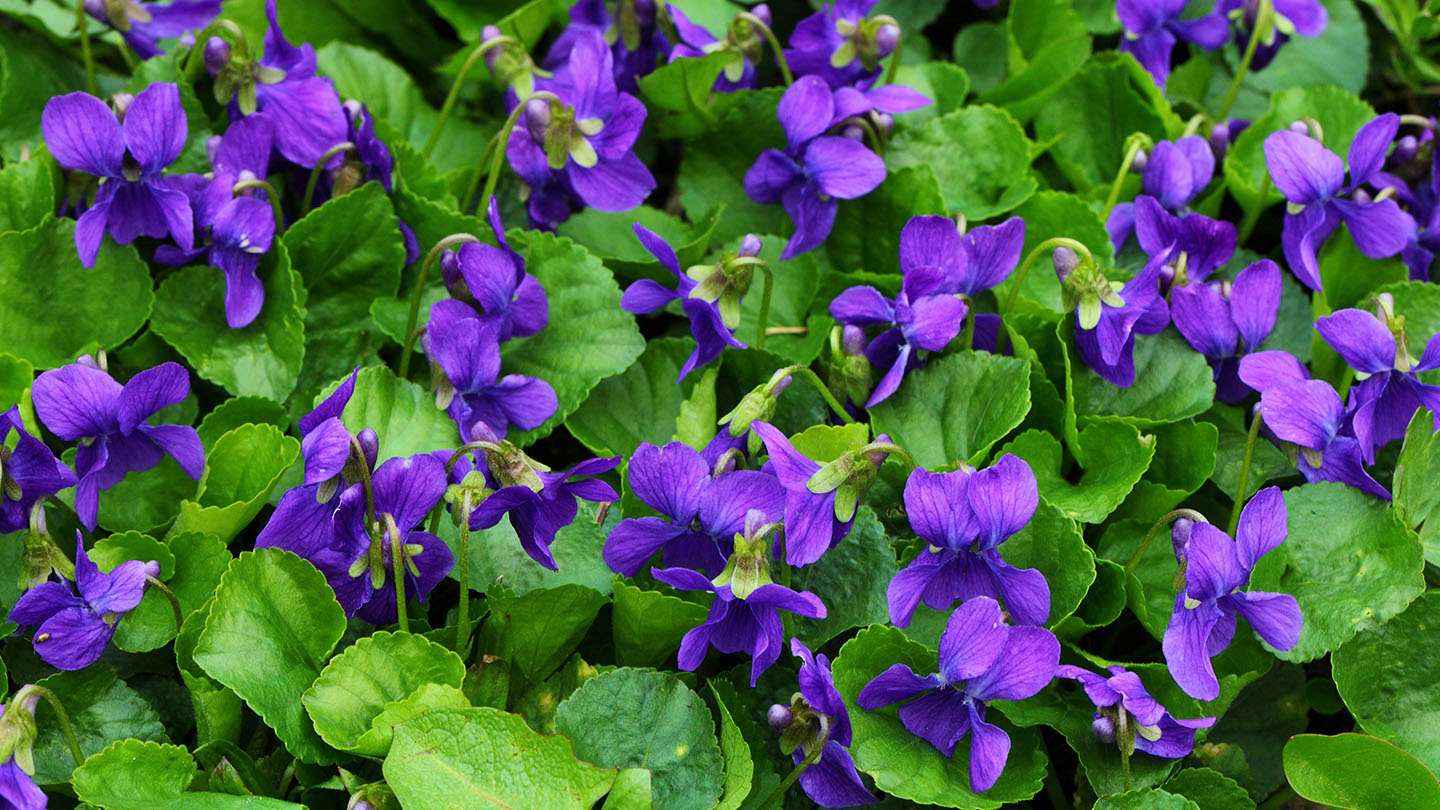 Viola odorata (Violette odorante) – LA FORET COMESTIBLE - violet evergarden: eternity and the auto memory doll