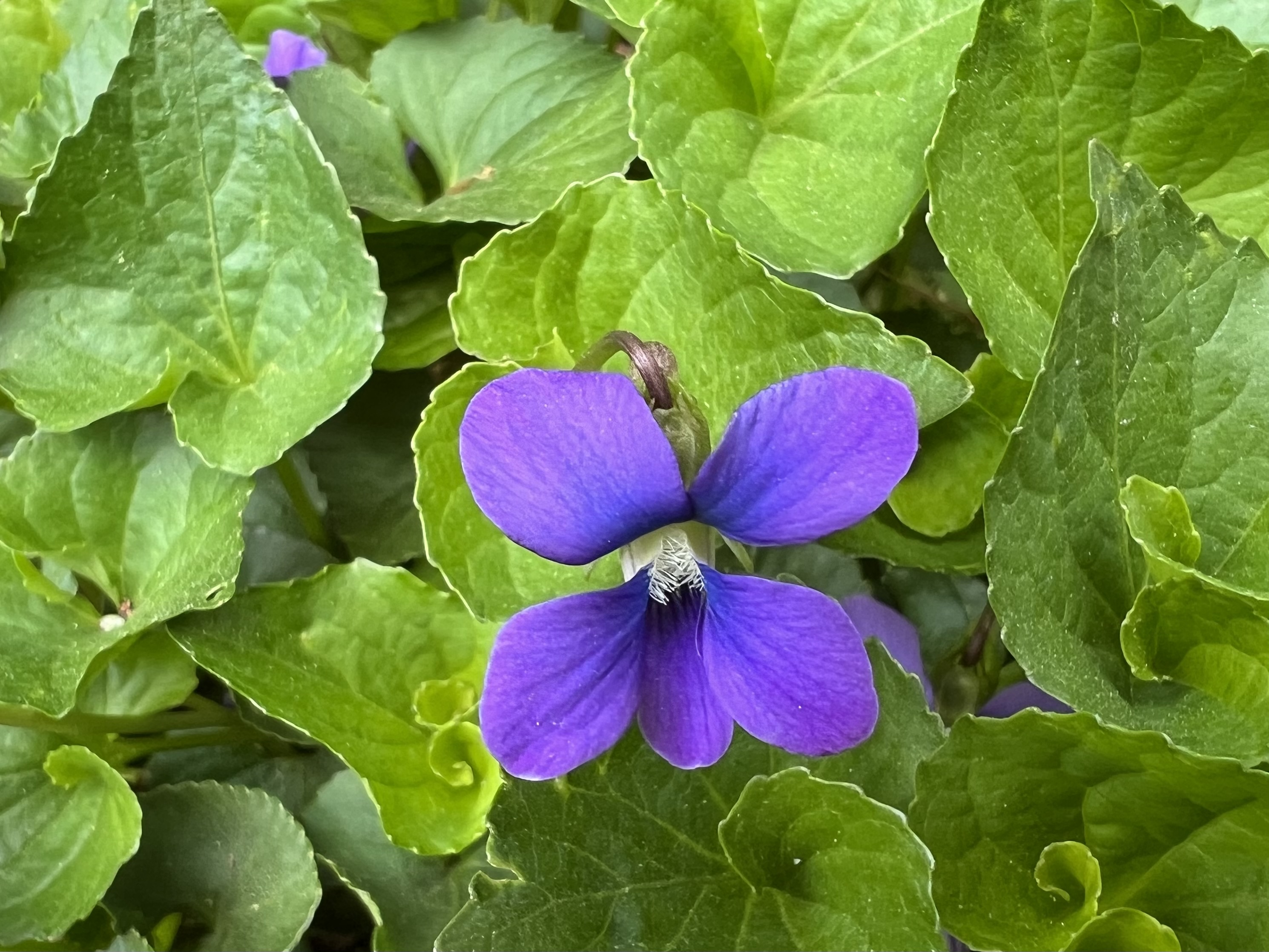 Violets Are Blue... - Greenburgh Nature Center - violet evergarden: eternity and the auto memory doll