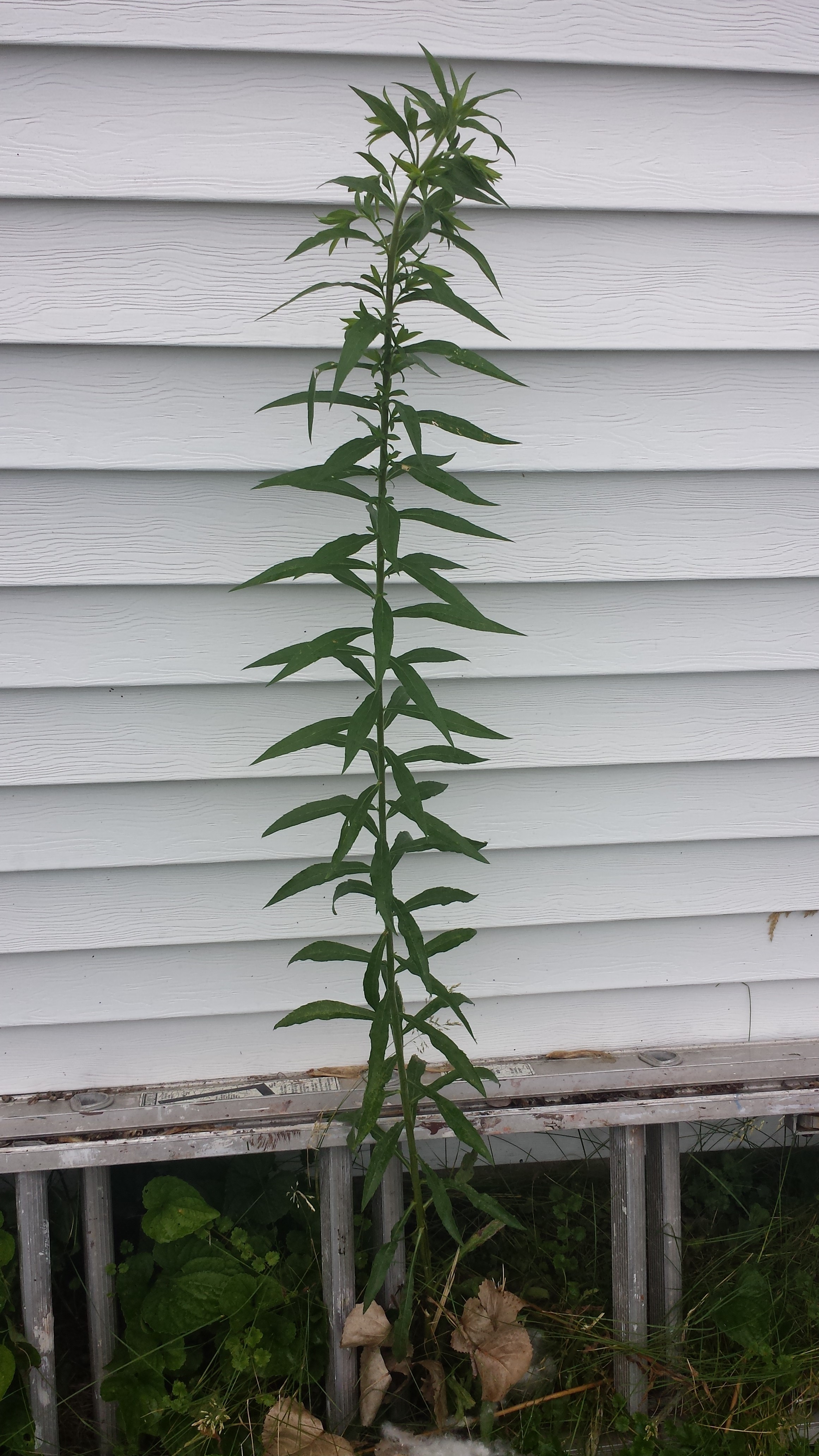 Weeds | just shy of pretty - How Tall Is T.I.? Rap Legend’s Official Height Revealed